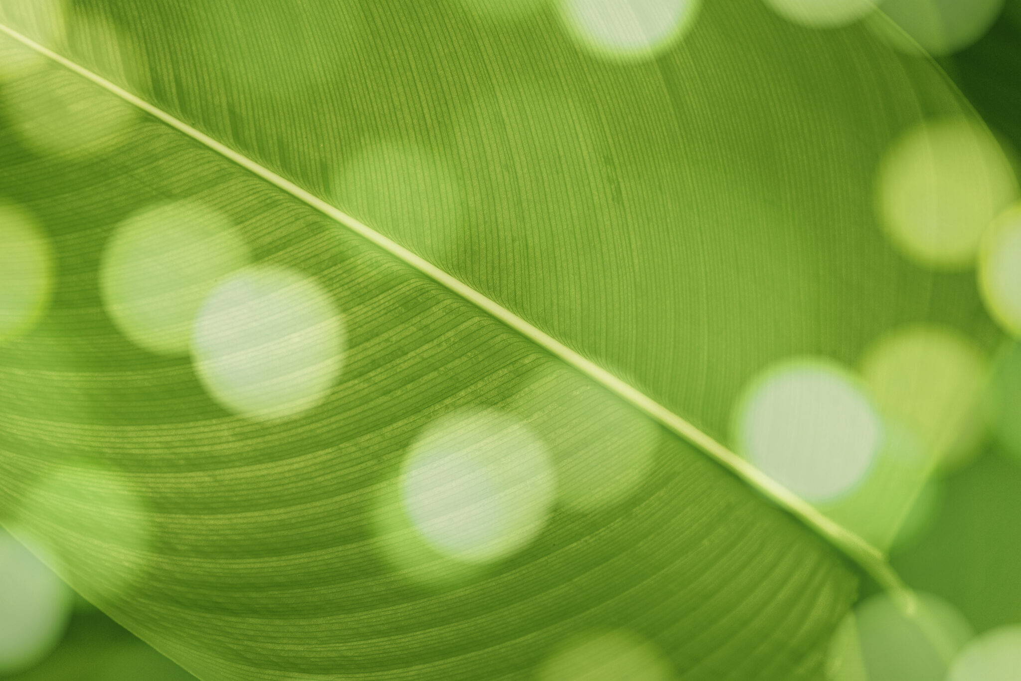 Calathea lutea leaf macro shot background