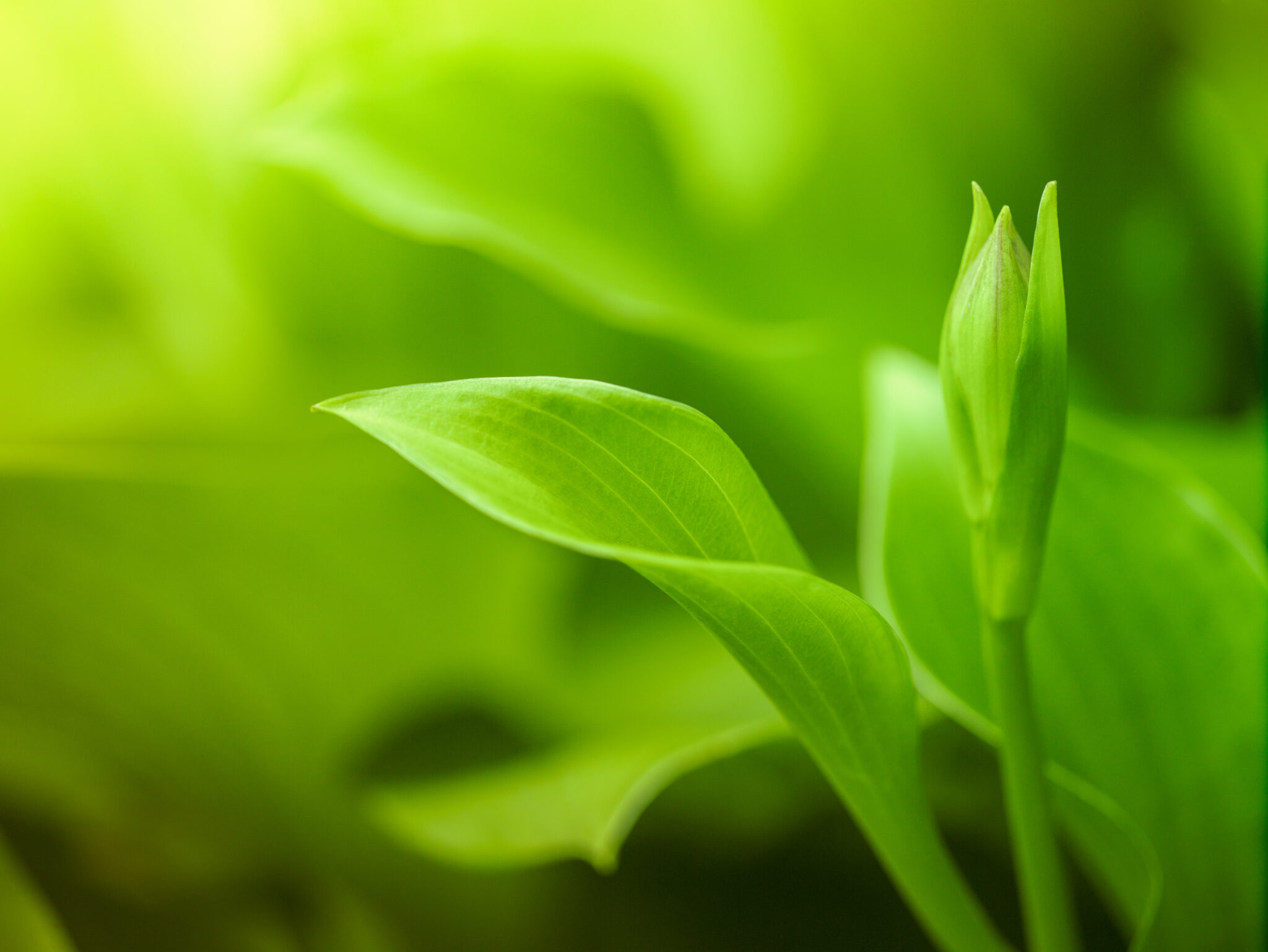 Hemerocallis japonica plant on greenery background natural light selective focus